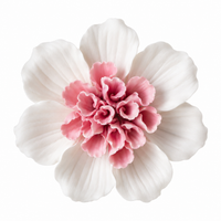 White Blush Camellia