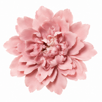 Dusty Rose Lotus