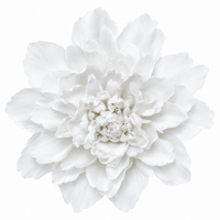Snow White Ruffle Peony