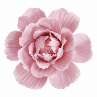 Dusty Pink Ruffle Peony