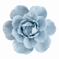 Soft Blue Ruffle Peony