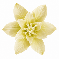 Soft Yellow Lily