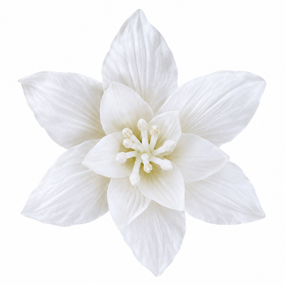 Bloomora 3D Ceramic Wall Flowers – Sculptural Floral Wall Décor