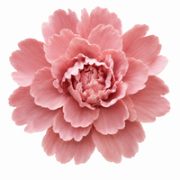 Blush Pink Peony