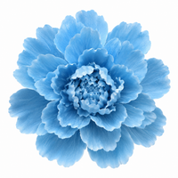 Powder Blue Peony