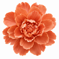 Coral Peony