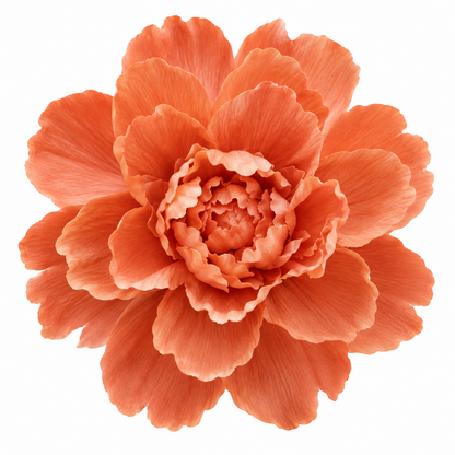 Bloomora 3D Ceramic Wall Flowers – Sculptural Floral Wall Décor