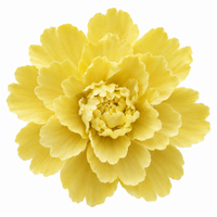 Butter Yellow Peony