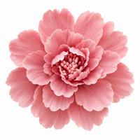 Rose Pink Blossom
