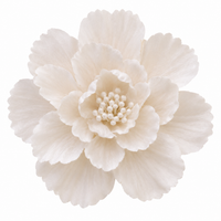Soft White Blossom