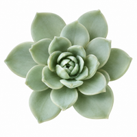 Mist Sage Succulent