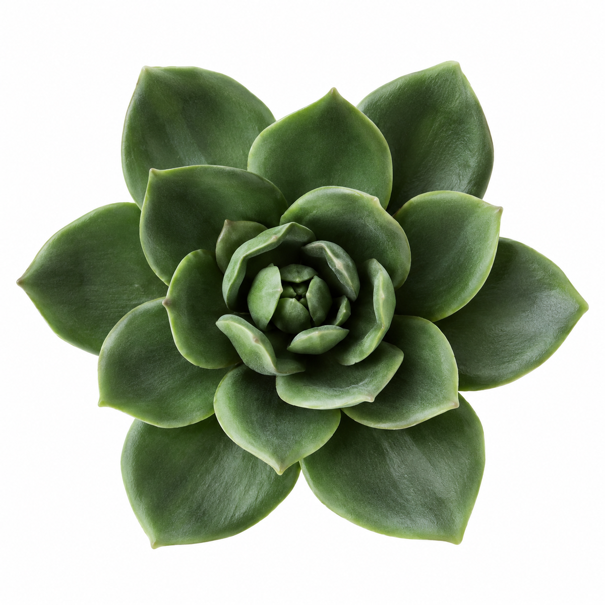 Bloomora 3D Ceramic Wall Flowers – Sculptural Floral Wall Décor