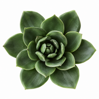 Forest Green Succulent