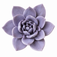 Lavender Succulent