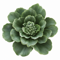 Deep Sage Lotus