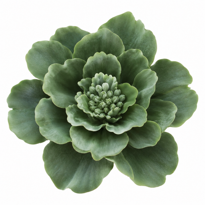 Bloomora 3D Ceramic Wall Flowers – Sculptural Floral Wall Décor